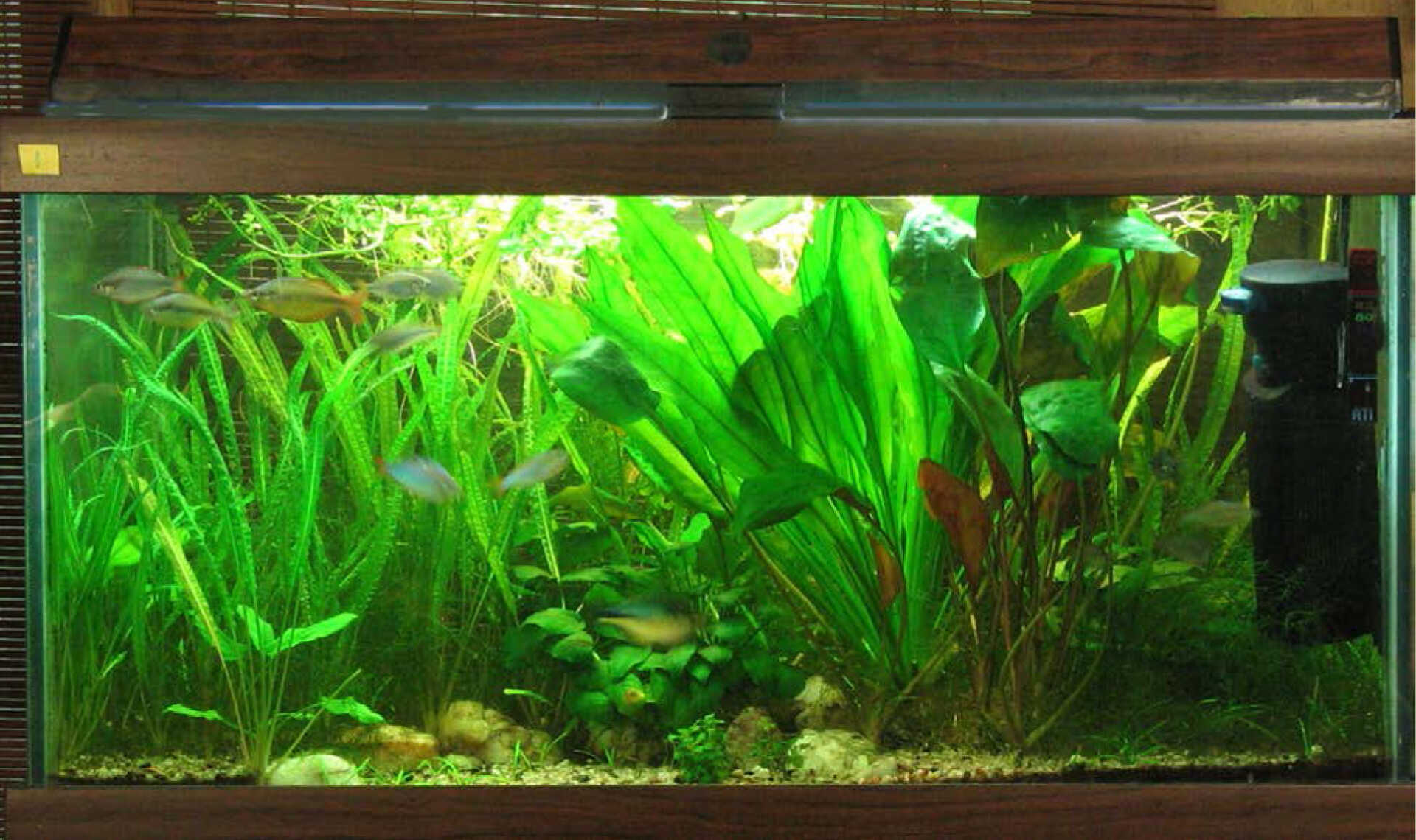 Quali sono le piante acquatiche per l'acquario