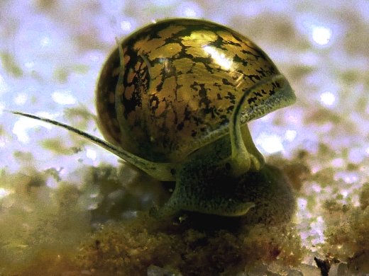 Lumaca di acqua dolce che mangia le alghe dal vetro 