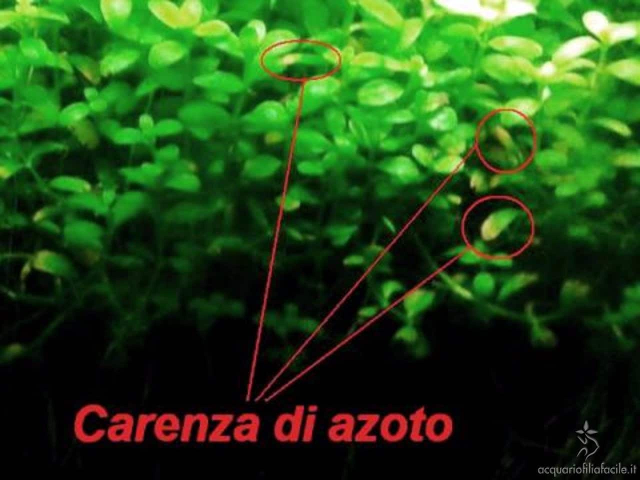 Azoto - Fertilizzanti per acquario - Acquariofilia Facile