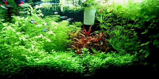 Azoto - Fertilizzanti per acquario - Acquariofilia Facile