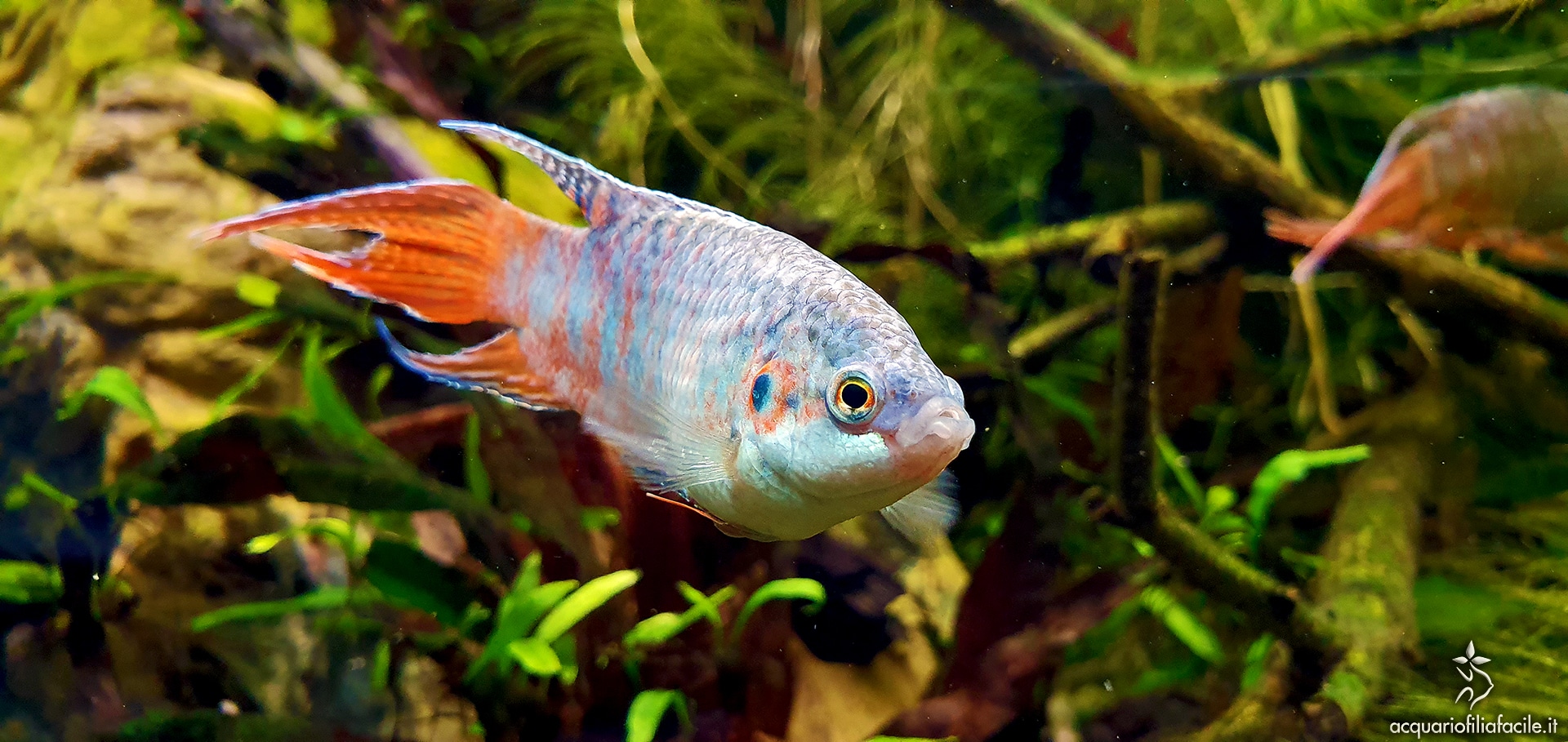 Macropodus opercularis, pesce del paradiso - Acquariofilia Facile