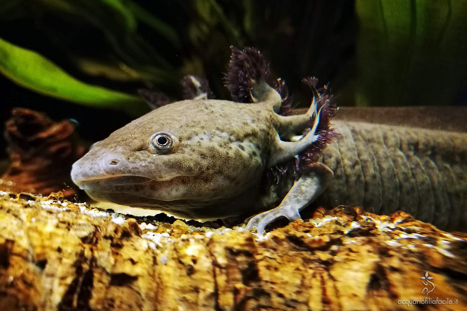 Piante acquario AXOLOTL : QUALI scegliere e COME tenerle al meglio