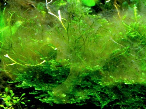 La cladophora: un'alga ornamentale per l'acquario d'acqua dolce.