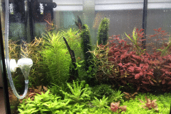 Autore: PlantedTank27