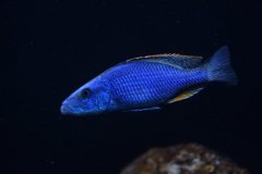 Dimidiochromis Compressiceps - Autore: piedus