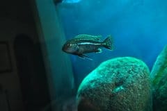 Melanochromis dialeptos - Autore: Flavus