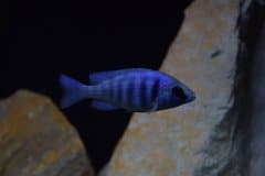 Placidochromis Sp. Phenochilus Tanzania - Autore: piedus