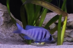 Placidochromis Tanzania - Autore: piedus