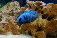 Placidochromis phenochilus - Autore: Fabio88