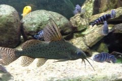 Synodontis eupterus- Autore: marko66