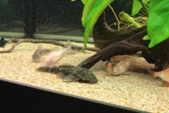 Ancistrus sp. -corydoras albino-corydoras aeneus-barbus - Autore: macco