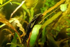 Ancistrus sp. dolichopterus - Autore: Luca.s