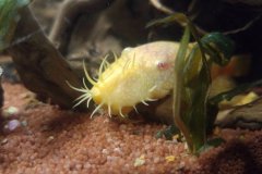 Ancistrus sp. gold - Autore: Tito87