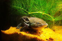 Ambystoma mexicanum  - Autore: Monica