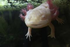 Ambystoma mexicanum - Autore: RachelKali