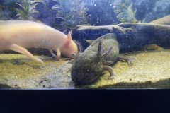 Ambystoma mexicanum - Autore: Claudio80