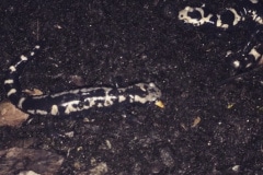 Ambystoma opacum - coppia - Autore: JackAli