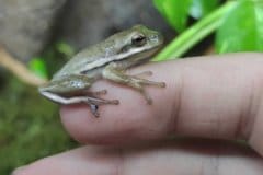 Hyla cinerea - Autore: Gabri05