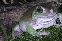 Litoria caerulea - Autore: erimantis