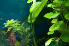 Anubias sp. in fiore - Autore: Basturk