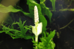 Anubias sp. in fiore - Autore: zanozaza