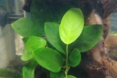 Anubias sp - Autore: Renato1993