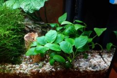 Anubias sp - Autore: alebri83