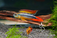 Apistogramma agassizii