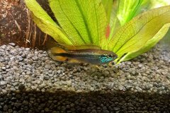 Apistogramma agassizii double red - Autore: Karin3