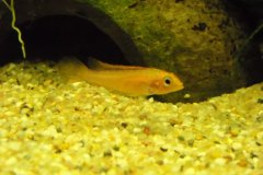 Apistogramma agassizii femmina - Autore: Emix