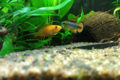 Apistogramma agassizii femmina - Autore: kumuvenisikunta