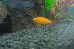 Apistogramma agassizii femmina - Autore: kumuvenisikunta