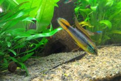 Apistogramma agassizii - Autore: kumuvenisikunta