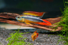 Apistogramma agassizii -