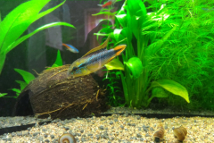 Apistogramma agassizii - Autore: Kumuvenisikunta