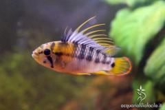 Apistogramma baenschi inka