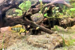 Apistogramma baenschi inka -femmina - Autore: kumuvenisikunta