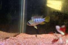 Apistogramma baenschi inka giovane - Autore: Scheccia