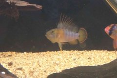 Apistogramma baenschi inka - Autore Scheccia