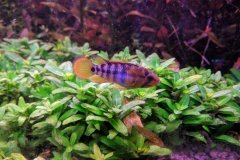 Apistogramma baenschi inka - Autore Scheccia