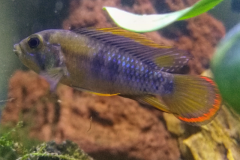 Apistogramma baenschi inka - Autore Dargo23