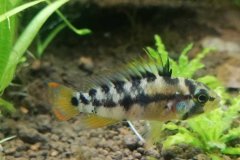 Apistogramma baenschi inka  giovane - Autore Osiris86