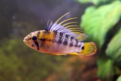 Apistogramma baenschi inka - Autore Scheccia