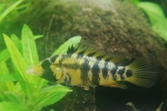 Apistogramma baenschi inka femmina - foto di Osiris86