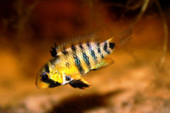 Apistogramma baenschi inka femmina - Autore Scheccia