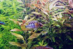 Apistogramma baenschi inka - Autore Scheccia