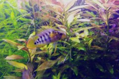 Apistogramma baenschi inka - Autore Scheccia