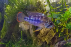 Apistogramma baenschi inka - Autore Dargo23