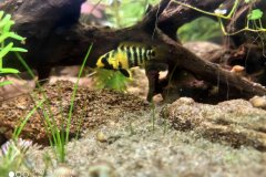 Apistogramma baenschi inka -femmina - Autore: kumuvenisikunta