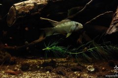 Apistogramma barlowi